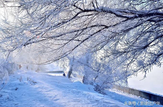 哈尔滨雾凇岛一日游,哈尔滨雪乡雾凇岛攻略