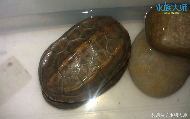 冬眠的龟没清肠能重新清肠吗,龟冬眠需要喂食吗