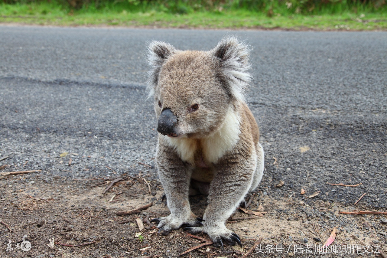 陆生作：是谁让你把屎拉在裤裆里