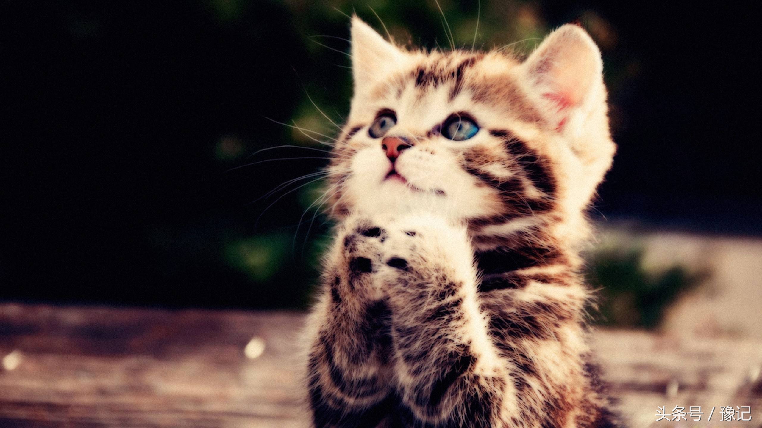 聚众吸猫的猫咪,聚众吸猫什么意思