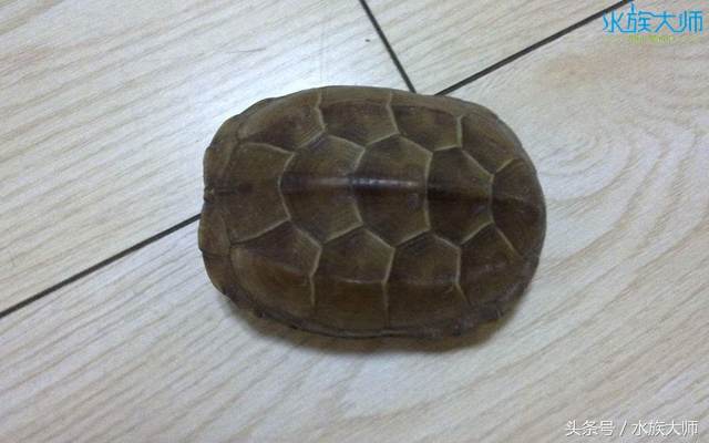 冬眠的龟没清肠能重新清肠吗,龟冬眠需要喂食吗