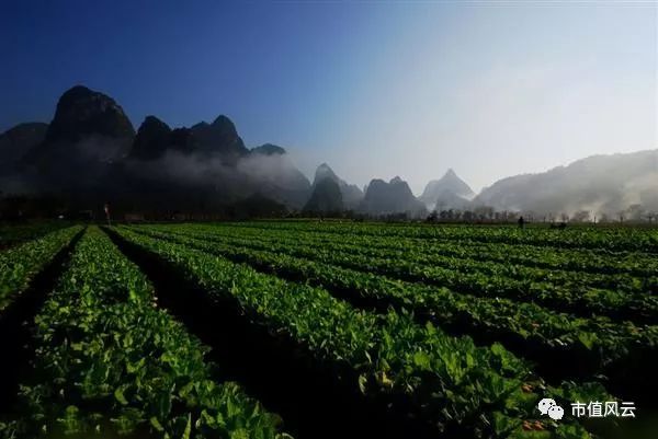 聪颖农业股票最新分析,聪颖农业股票是否亏损