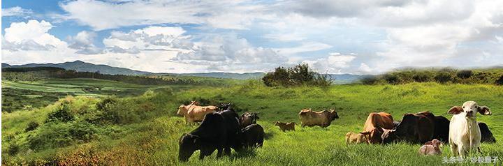 庄园牧场纯牛奶16袋,庄园牧场002910明天走势