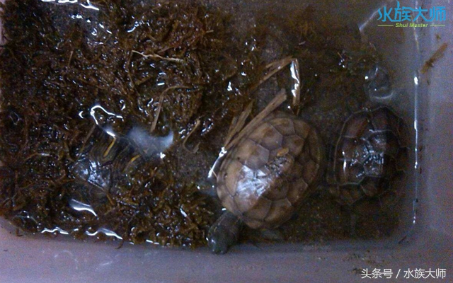 冬眠的龟没清肠能重新清肠吗,龟冬眠需要喂食吗