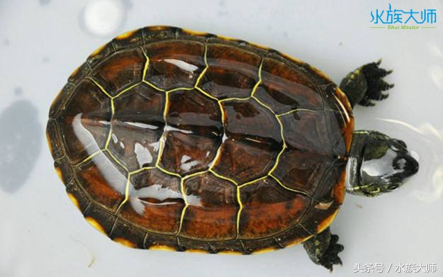 冬眠的龟没清肠能重新清肠吗,龟冬眠需要喂食吗