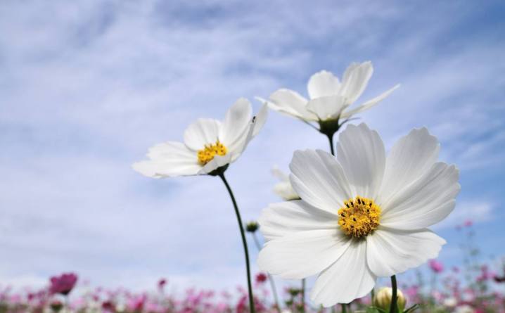 懒人植物易养活的有哪些,室内懒人养的植物
