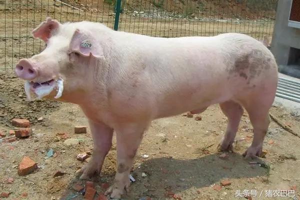 猪喘气的防治方案，值得养猪户们收藏！