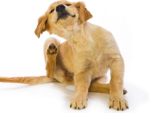 狗狗剃完毛后经常挠痒原因,狗狗半夜喘粗气还总是挠痒