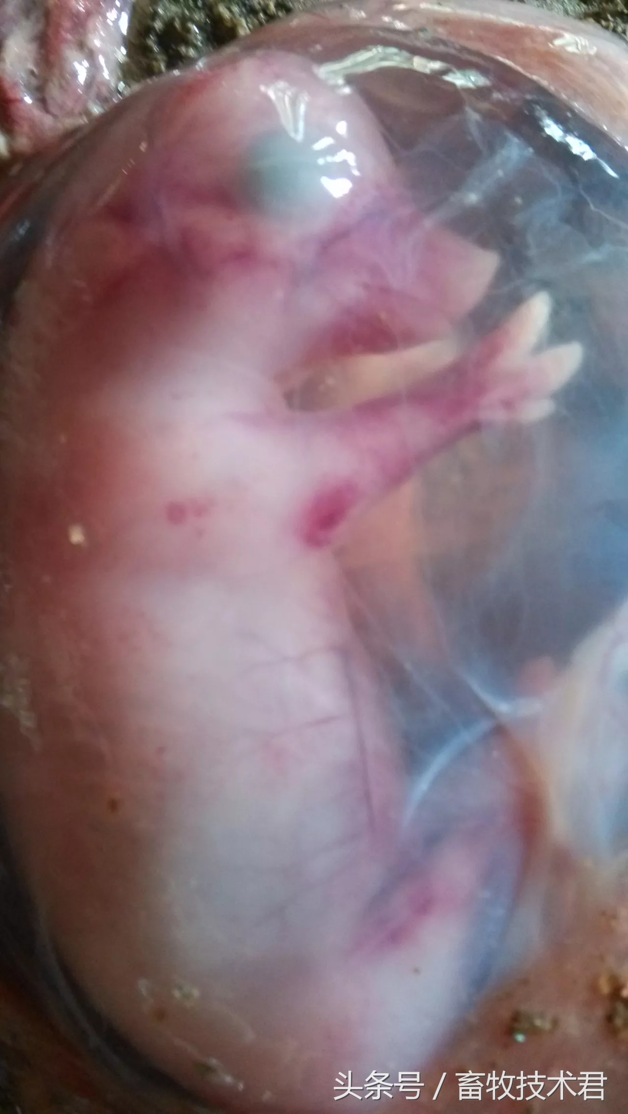 造成母猪早期流产的原因是什么,发现母猪流产前兆怎么解决