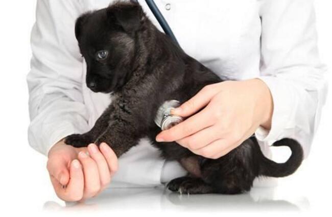 狗狗剃完毛后经常挠痒原因,狗狗半夜喘粗气还总是挠痒