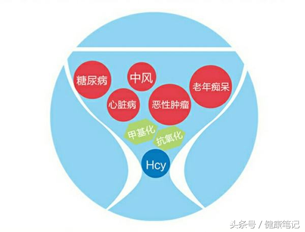 血同型半胱氨酸会影响血糖吗,同型半胱氨酸偏低的危害