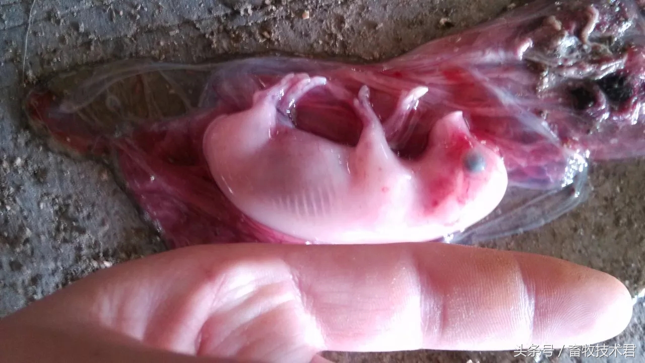 造成母猪早期流产的原因是什么,发现母猪流产前兆怎么解决