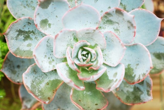 最好养的蓝色多肉,蓝石莲蓝色多肉