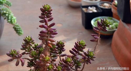 多肉植物增色液实验，到底所谓的韩过“神水”有没有用？