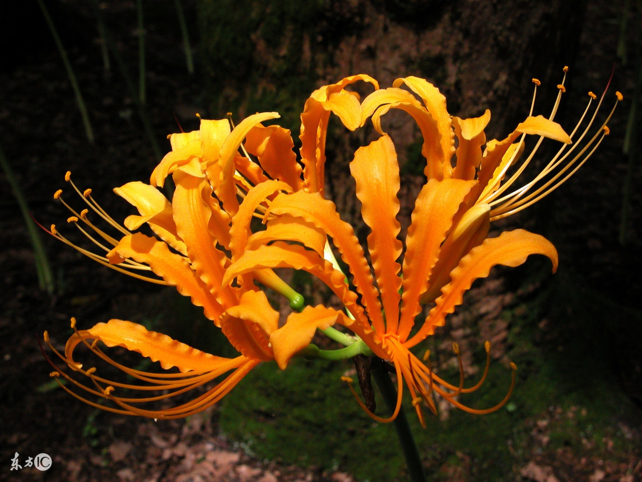 梦见蛇：要交好运，生活会丰裕，蛇年之人快来接福吧！