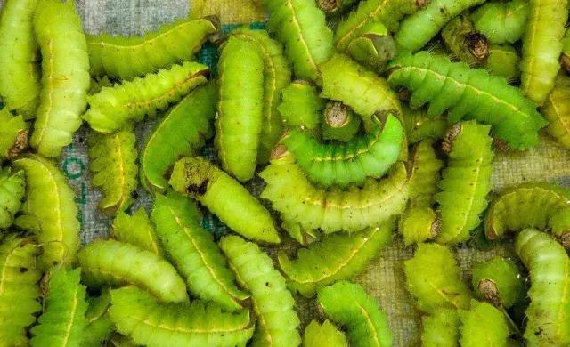 鍦熺獞閿＄焊鐑ч浮,闀挎槬姝ｅ畻鍦熺獞鐑ч浮
