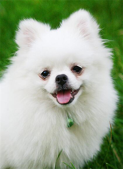 博美犬怎么养得漂亮,博美犬美容视频教程