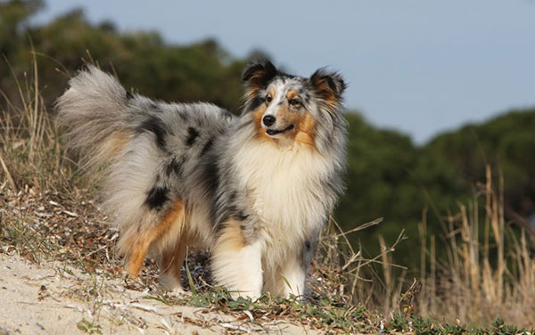 喜乐蒂牧羊犬短毛,苏格兰牧羊犬vs喜乐蒂牧羊犬