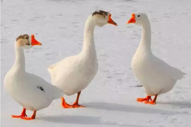 鍦熺獞閿＄焊鐑ч浮,闀挎槬姝ｅ畻鍦熺獞鐑ч浮