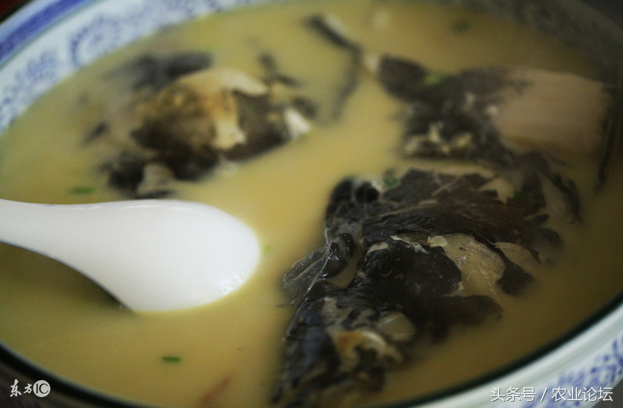 致富经海南黑鱼养殖视频,养殖黑鱼致富视频