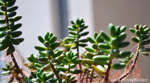 多肉植物增色液实验，到底所谓的韩过“神水”有没有用？