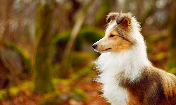 喜乐蒂牧羊犬短毛,苏格兰牧羊犬vs喜乐蒂牧羊犬