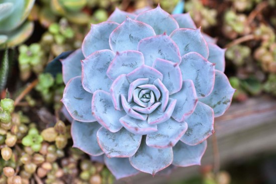 最好养的蓝色多肉,蓝石莲蓝色多肉