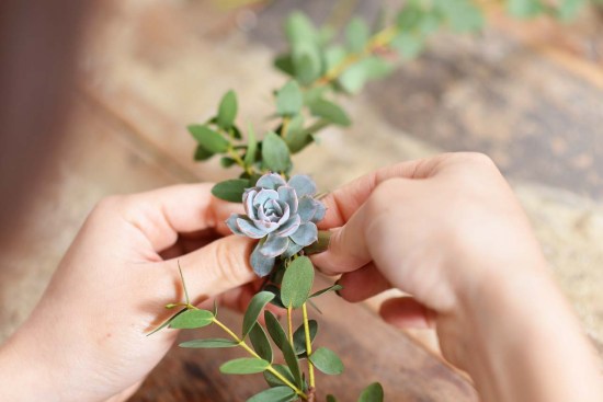 最好养的蓝色多肉,蓝石莲蓝色多肉