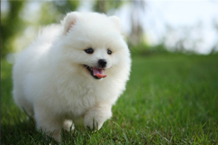 博美犬怎么养得漂亮,博美犬美容视频教程