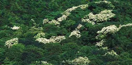 鹏城第一峰梧桐山要不要门票,鹏城第一峰梧桐山日出