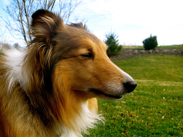 喜乐蒂牧羊犬短毛,苏格兰牧羊犬vs喜乐蒂牧羊犬