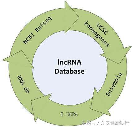 lncrna研究思路,如何研究lncrna的作用机制