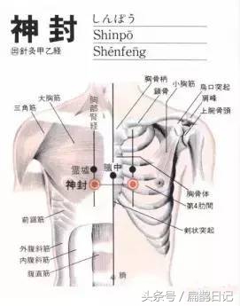 常用92穴位主治,人体穴位肺