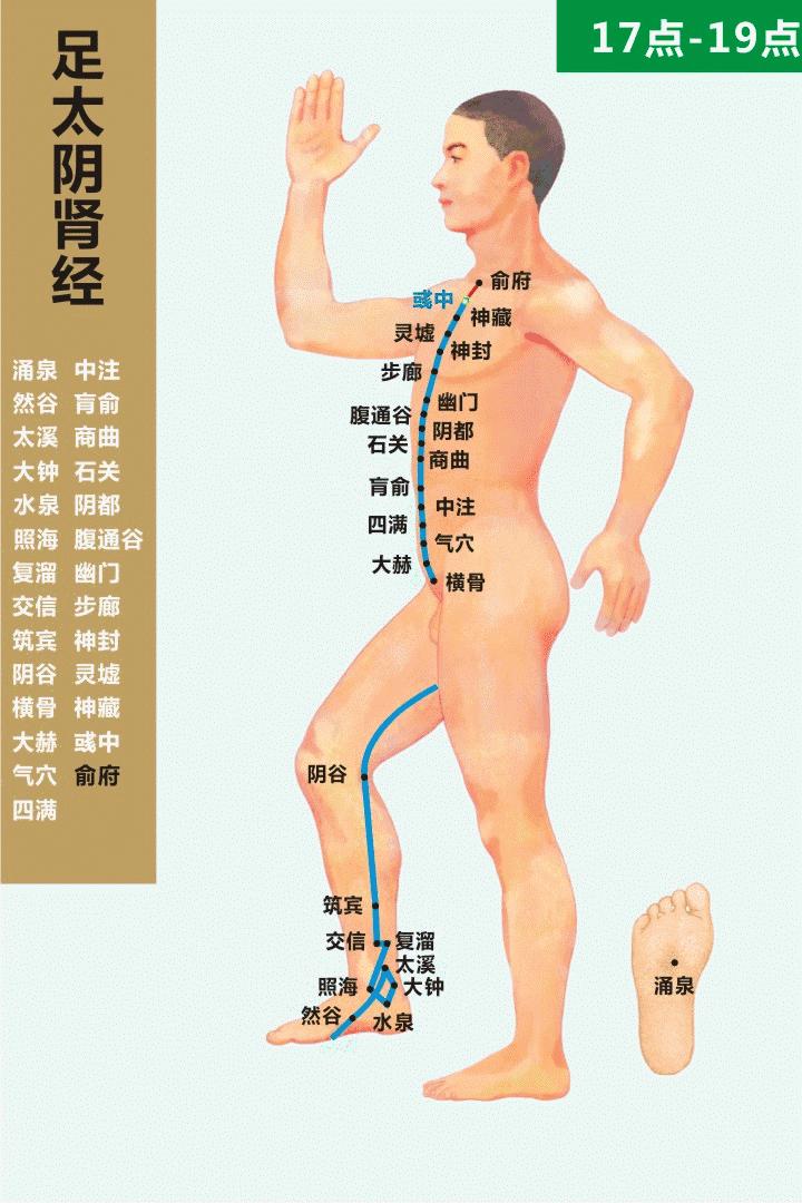 常用92穴位主治,人体穴位肺