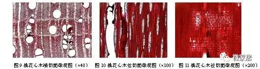 桃花心木品种大全图片,桃花心木是有纹的好还是没有的好
