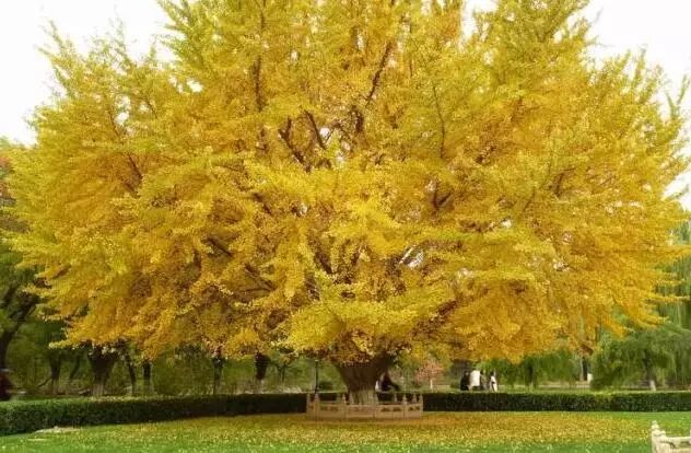 京城赏荷地图高清版,京城赏玉兰最全地图