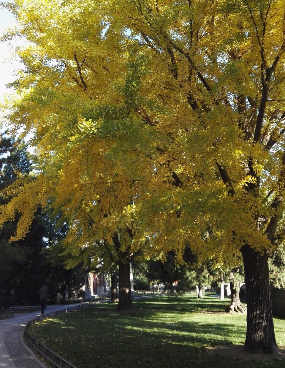 京城赏荷地图高清版,京城赏玉兰最全地图