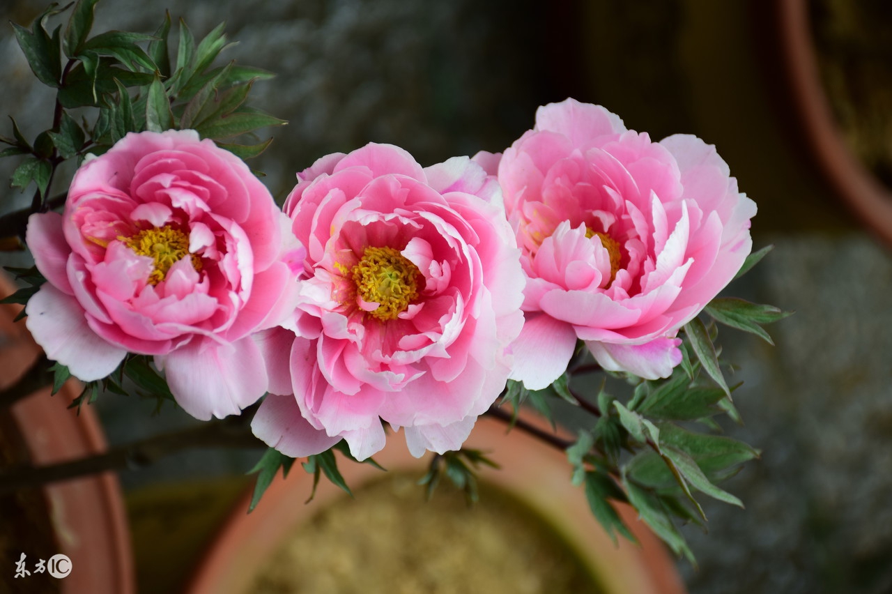 牛年转运最好的运势,牛年出生的人在龙年运势是吉是凶