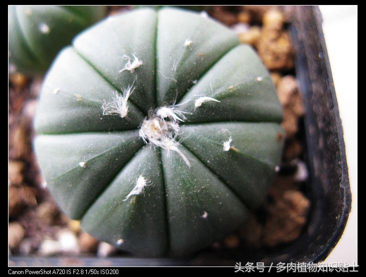 星球仙人球怎样繁殖,星球仙人掌如何养护