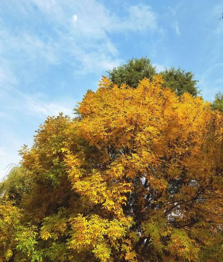 京城赏荷地图高清版,京城赏玉兰最全地图