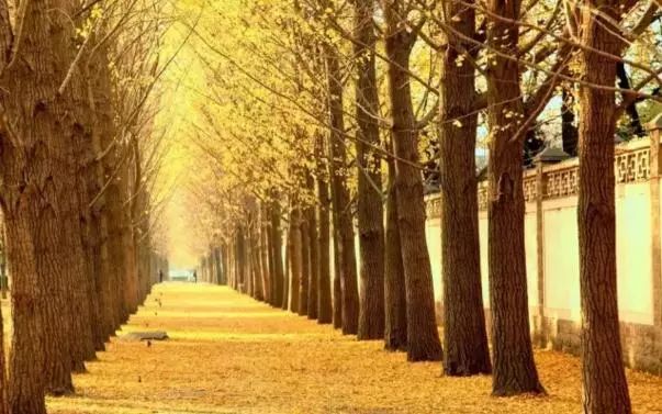 京城赏荷地图高清版,京城赏玉兰最全地图