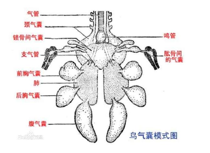 ”上帝“在造人的时候还是有不少的”设计缺陷“，有些是致命的