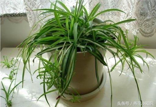 吊兰叶尖黄什么原因,吊兰移植后叶黄是什么原因