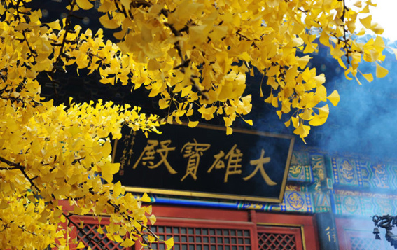 京城赏荷地图高清版,京城赏玉兰最全地图