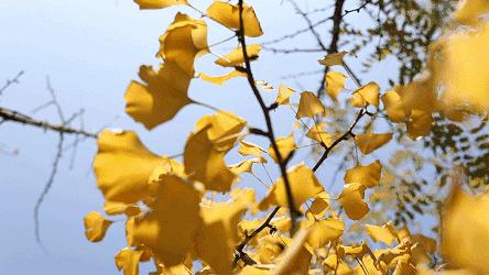 京城赏荷地图高清版,京城赏玉兰最全地图