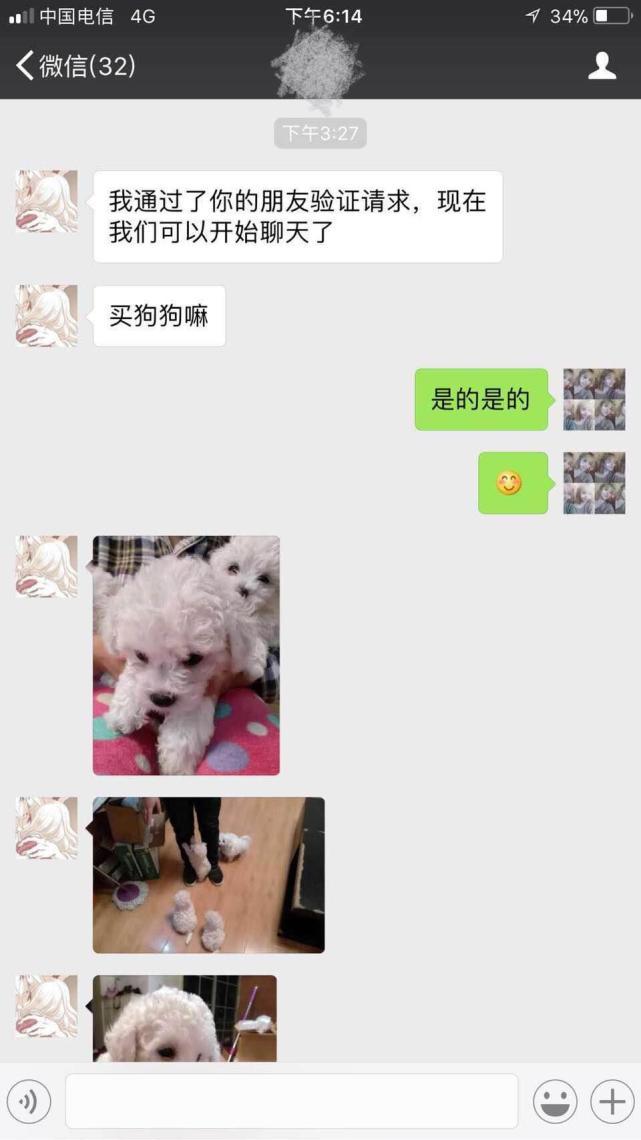 网上买狗狗3000多块靠谱吗,网上买的狗狗是骗子吗