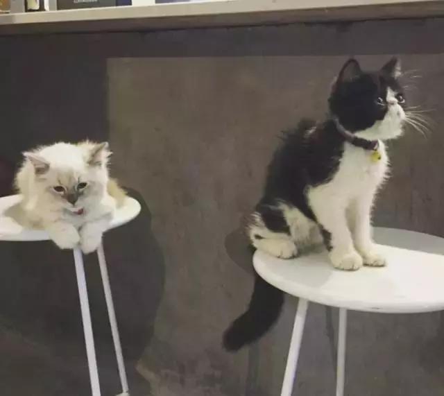 有名精酿啤酒酒馆推荐,有酒有故事餐饮店