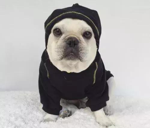 天气越来越来越冷，小法斗需要穿衣服吗