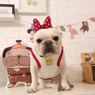 天气越来越来越冷，小法斗需要穿衣服吗