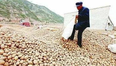 土豆滞销视频,滞销土豆销路